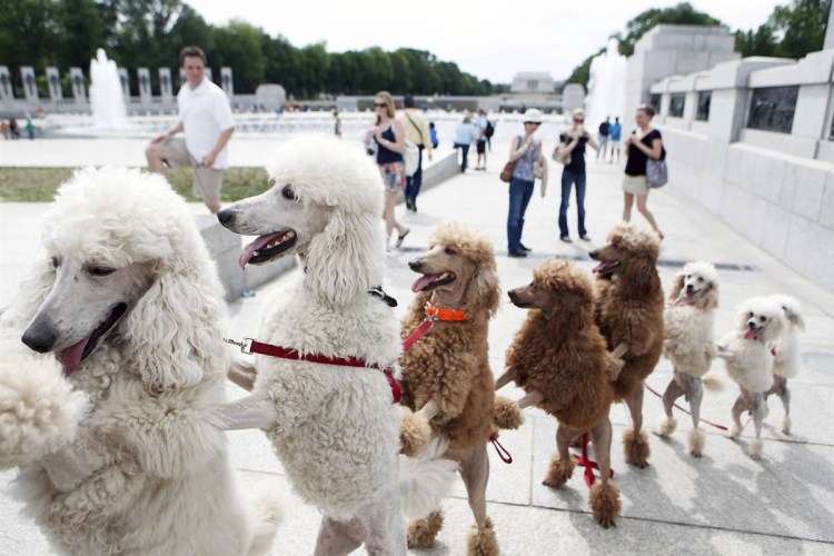 Карликовый пудель и той пудель