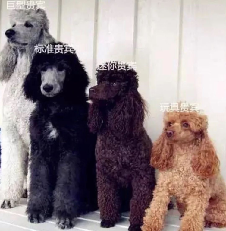 Пудель гигант