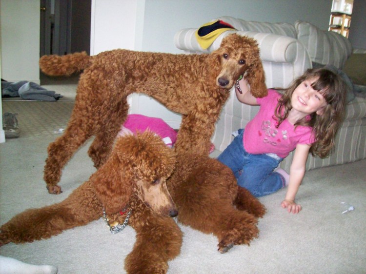 Королевский пудель с человеком