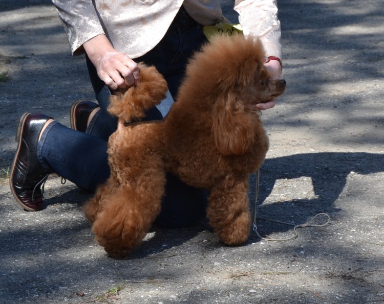 Пудель мини ред Браун