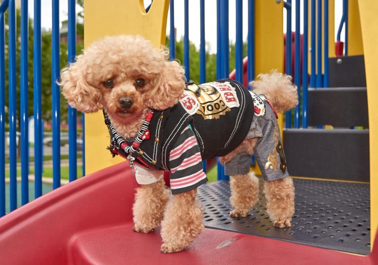 Карликовый той пудель