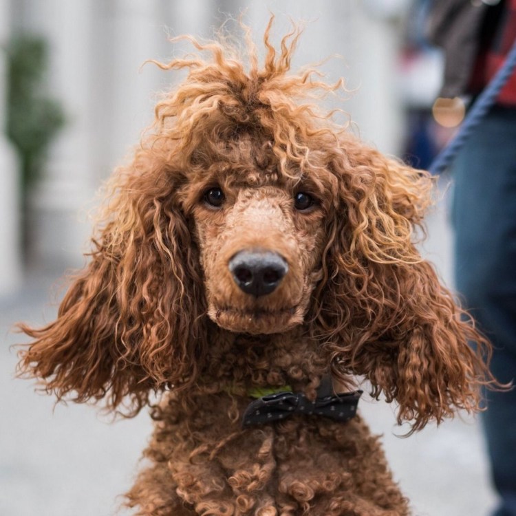 Мальтипу Тедди