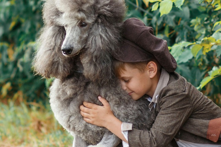 Той пудель мальтипу