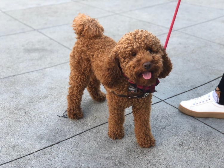 Порода собак пудель карликовый