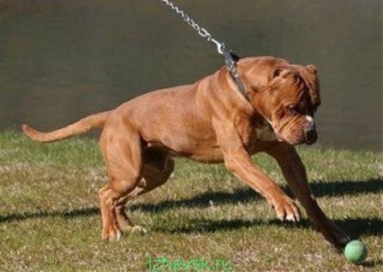 Американский бандог злой