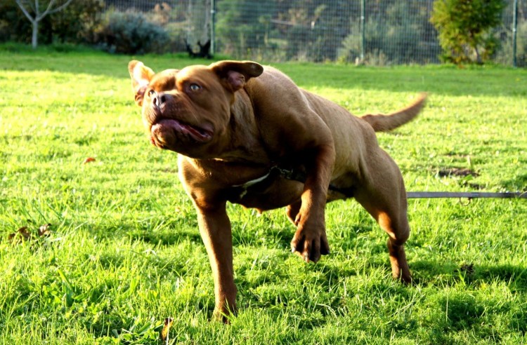 Американский бандог порода