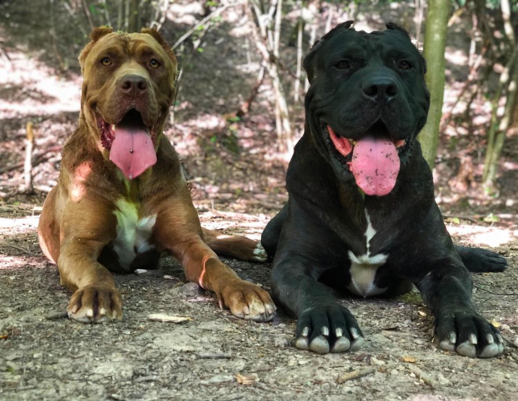 2. Американский бандог