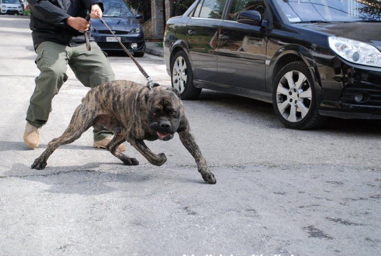 Американский бандог белый