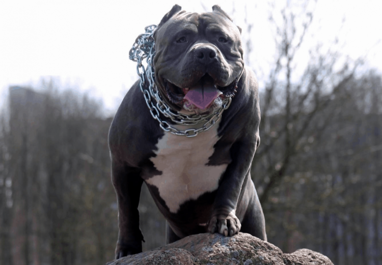 Американский бандог