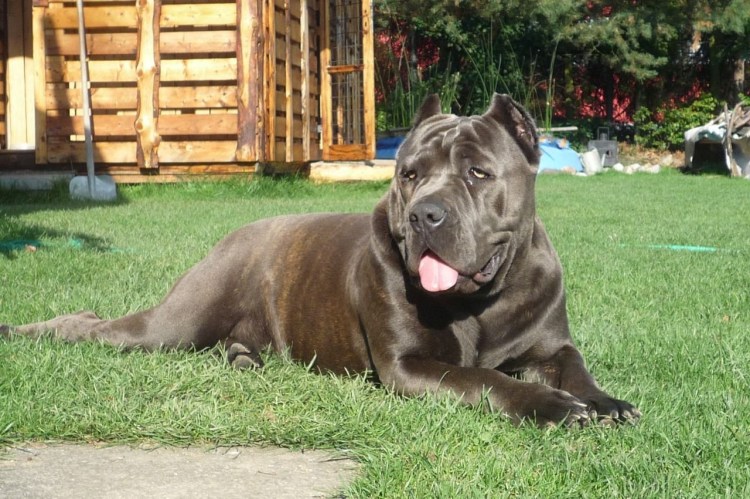 Американский бандог