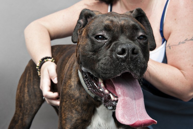 Американский бандог злой