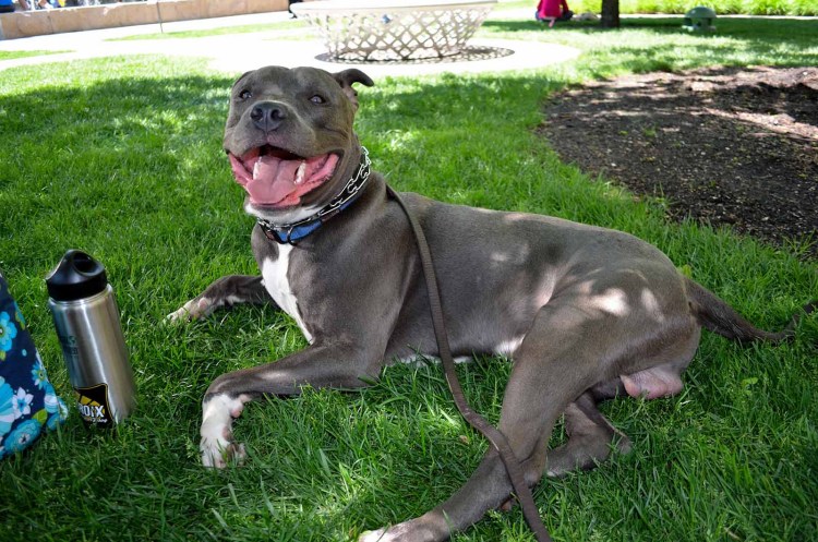 Американский бандог