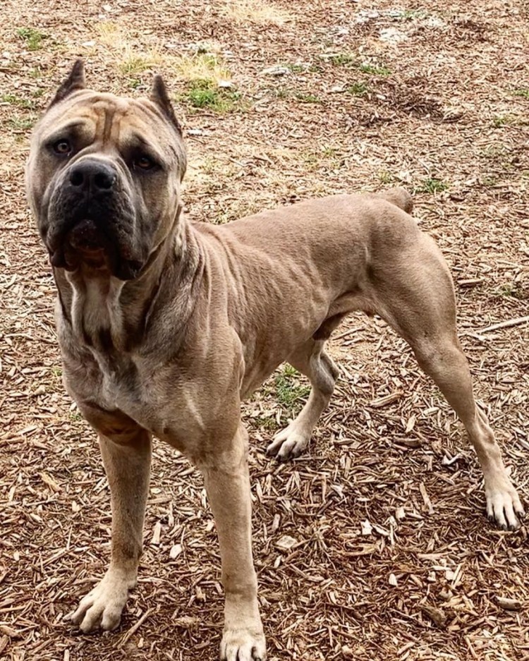 Американский бандог