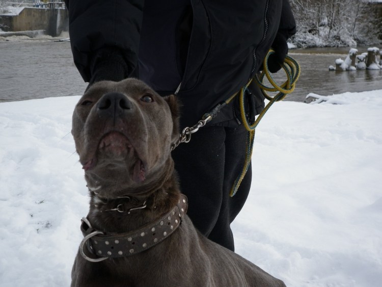 Американский бандоги мастиф