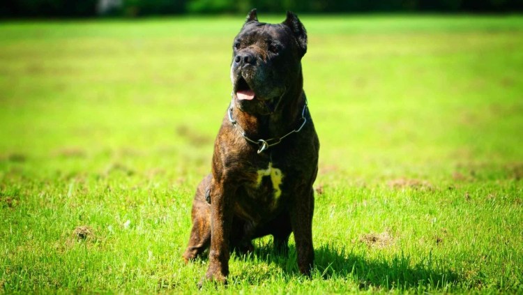 Американский бандог собака