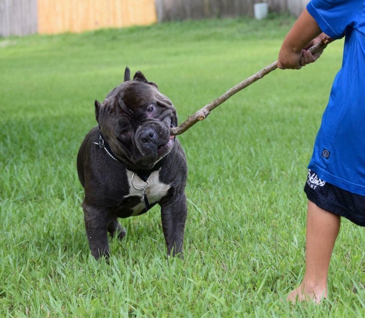 Американский бандог черный