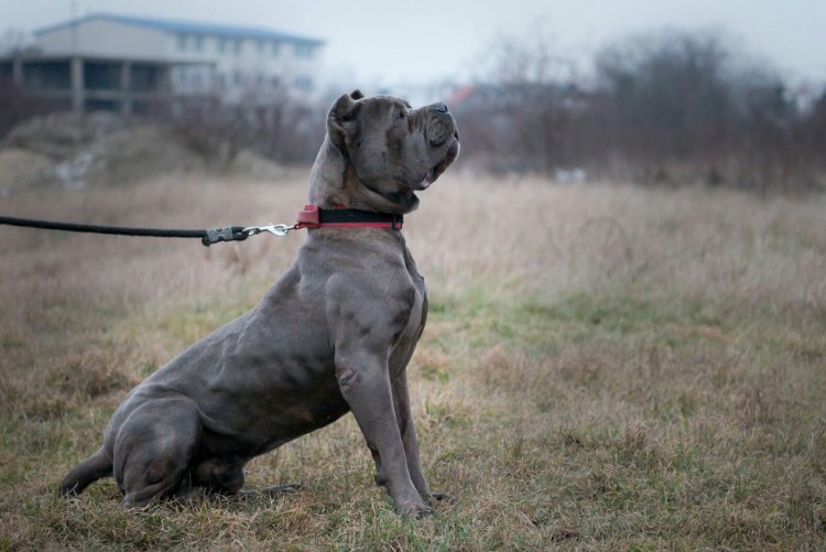 Американский питбуль мастиф
