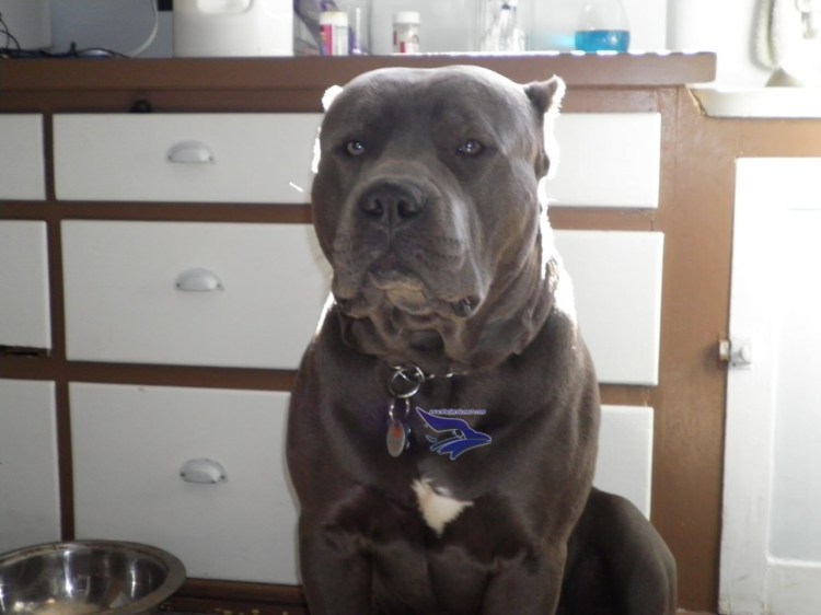 Питбуль Тоса-ину американский