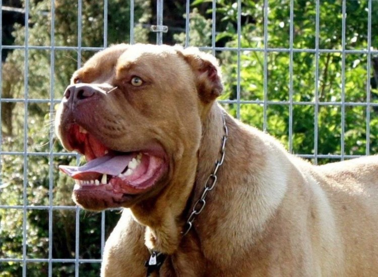 Американский бандог черный