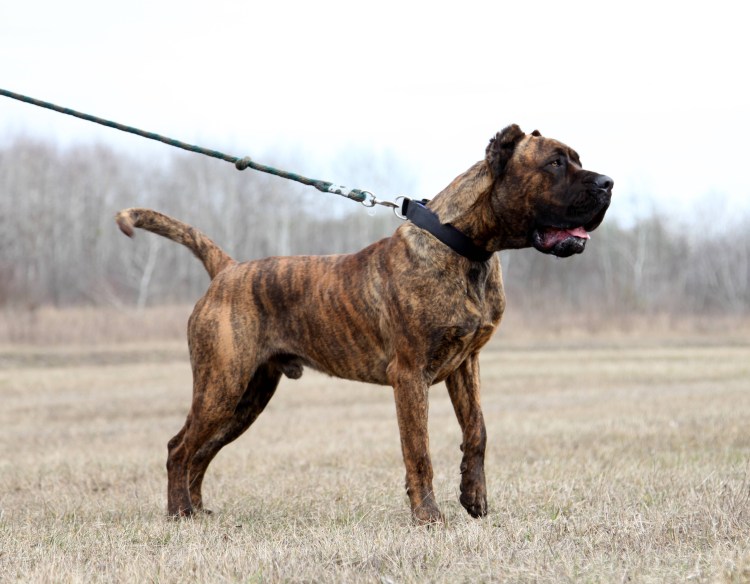 Кане Корсо и бандог