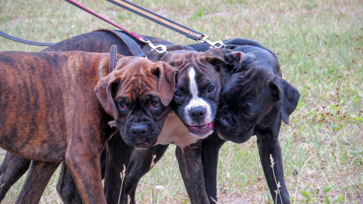Бордосский мастиф Кане Корсо