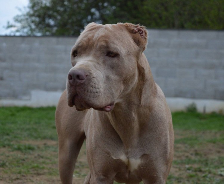 Американский бандог порода