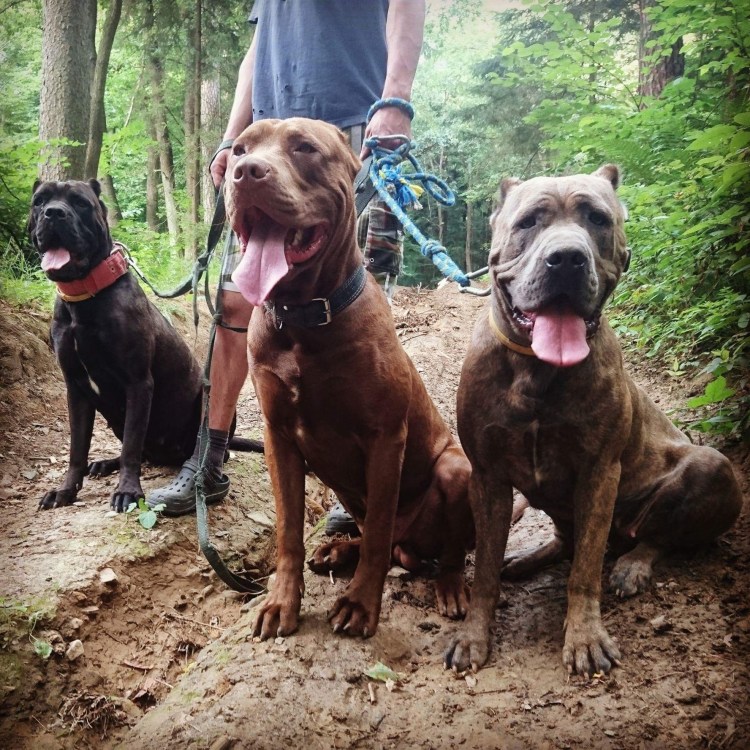 Бандог терьер