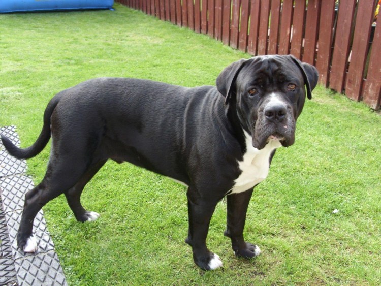 Бандог мастиф