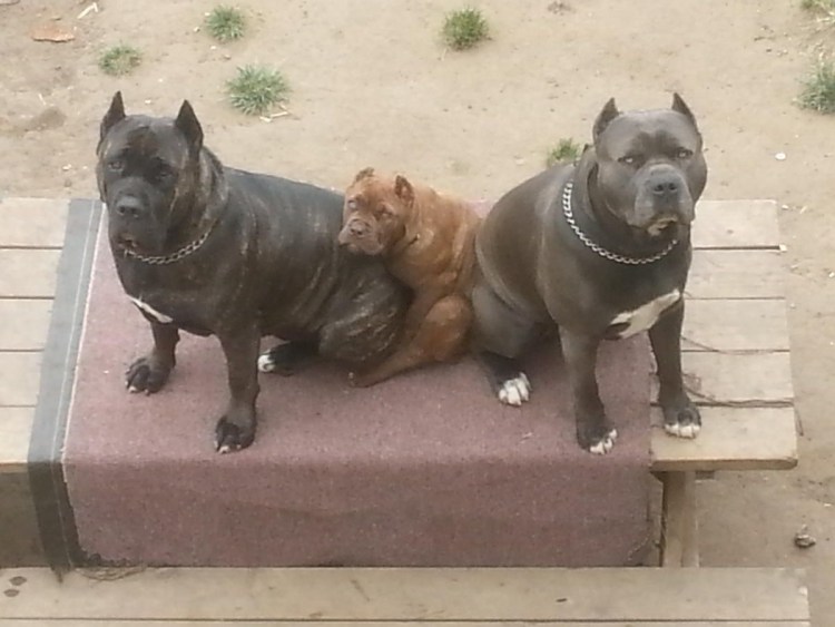 Американский бандог мастиф