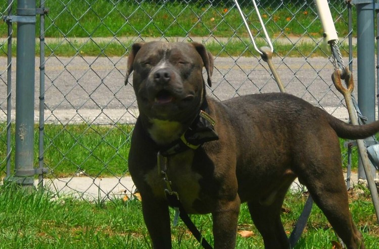 Бандог американский тигровый окрас