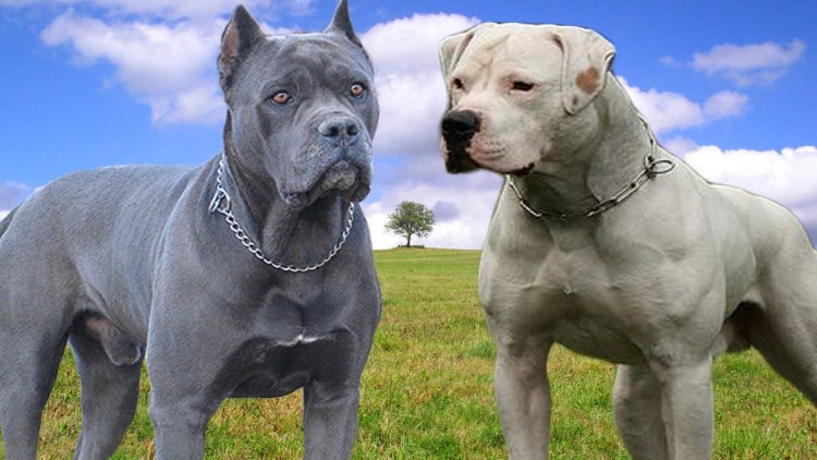 Бандог собака