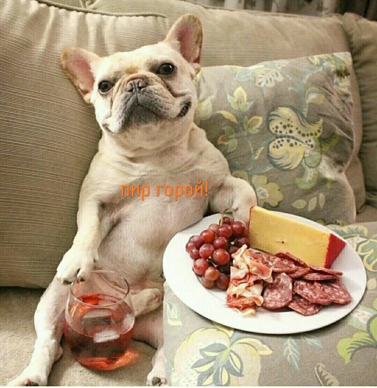 Собаки приколы с надписями