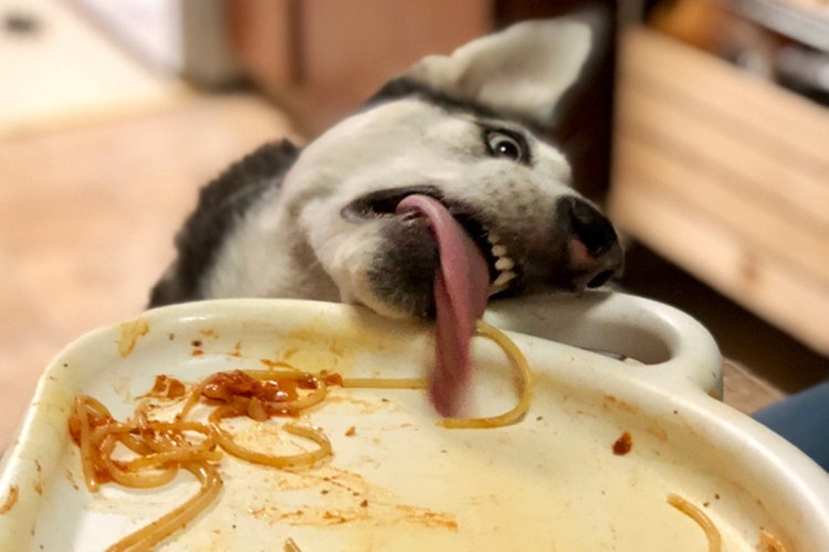 Животные кушают смешные