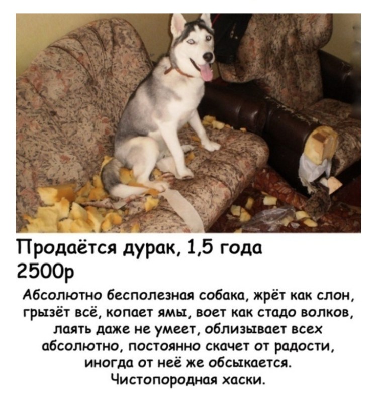 Собака на кухне