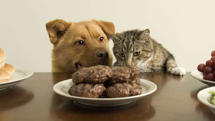 Собака с ножом и вилкой