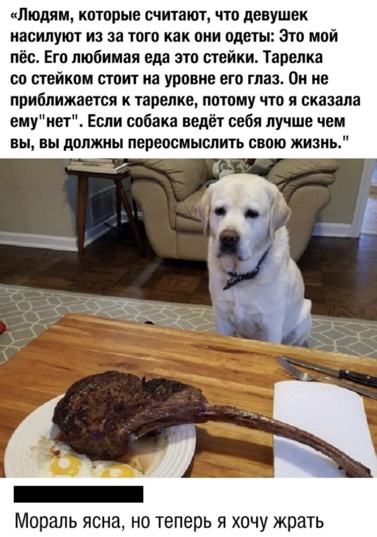 Собака выпрашивает еду