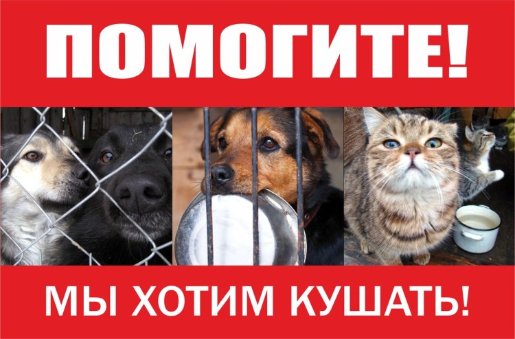 Помоги приюту для животных