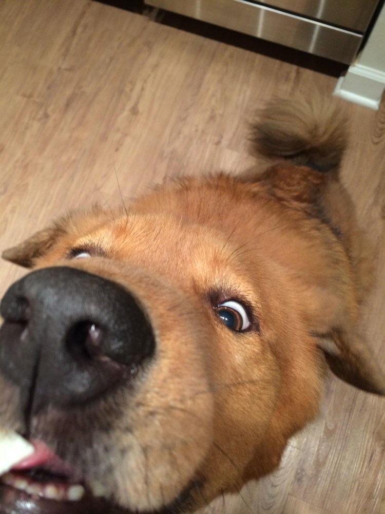 Обед гиф прикольные