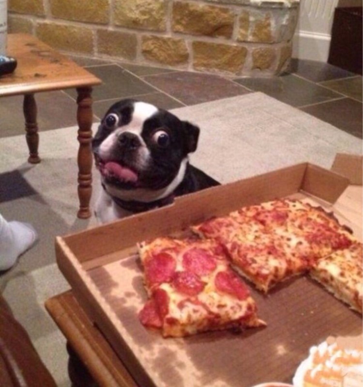 Животные и пицца