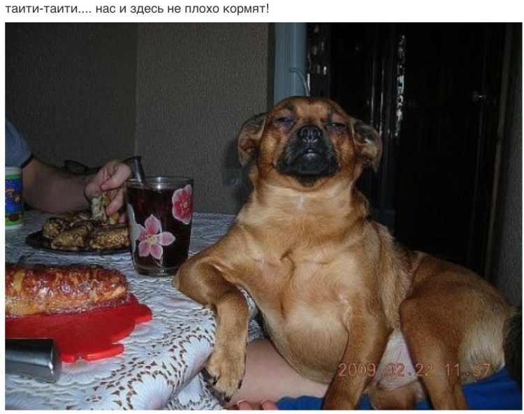 Смешные собаки с едой