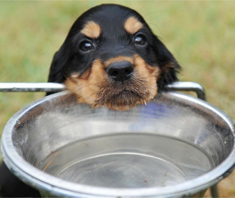 Собака и пицца