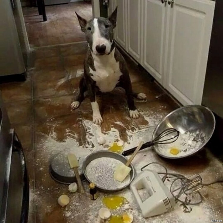 Собака Обжора