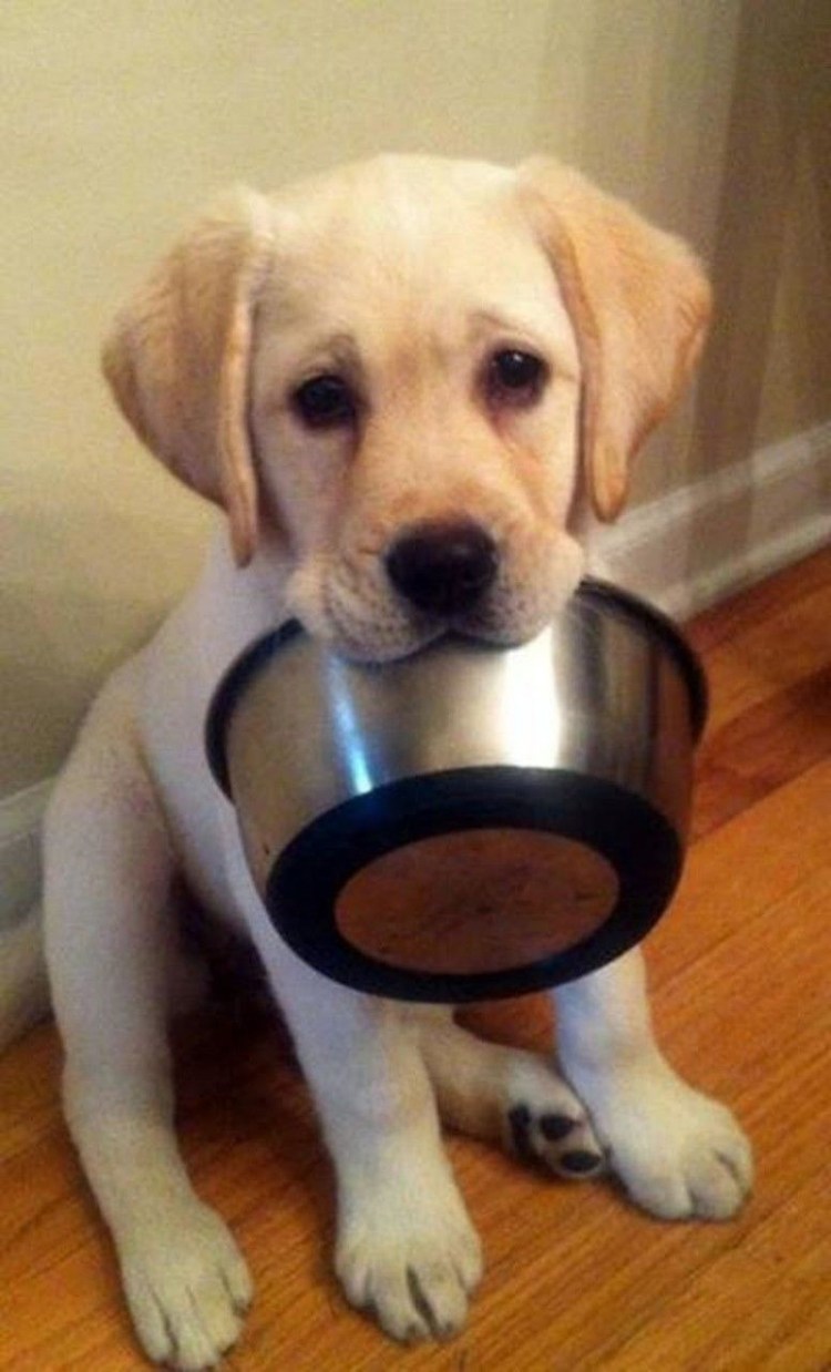 Голодный щенок