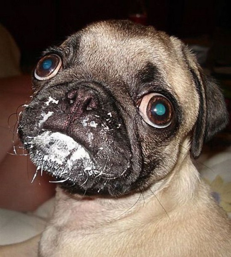 Голодный кот