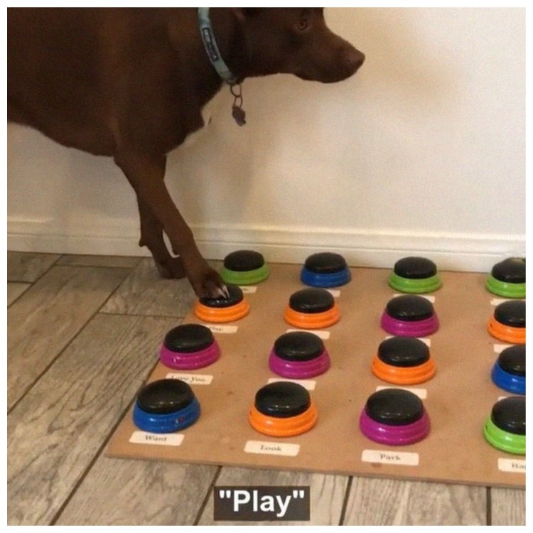 Голодные смешные собаки