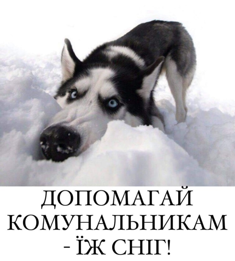 Собака просит кушать