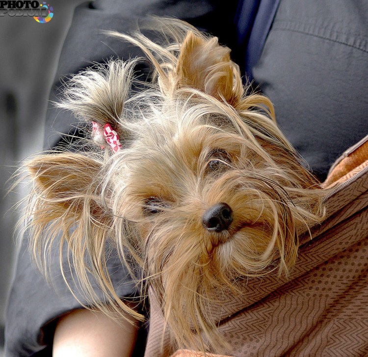 Йоркширский терьер шерсть