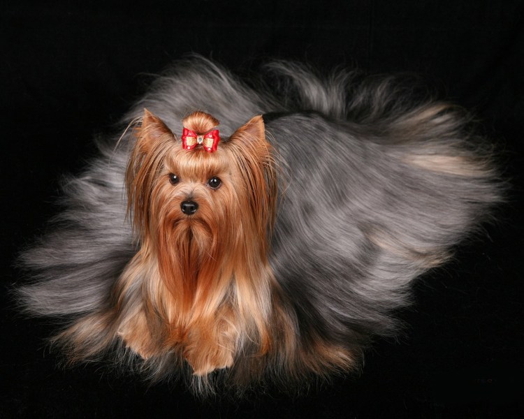 Йоркширский терьер стандарт