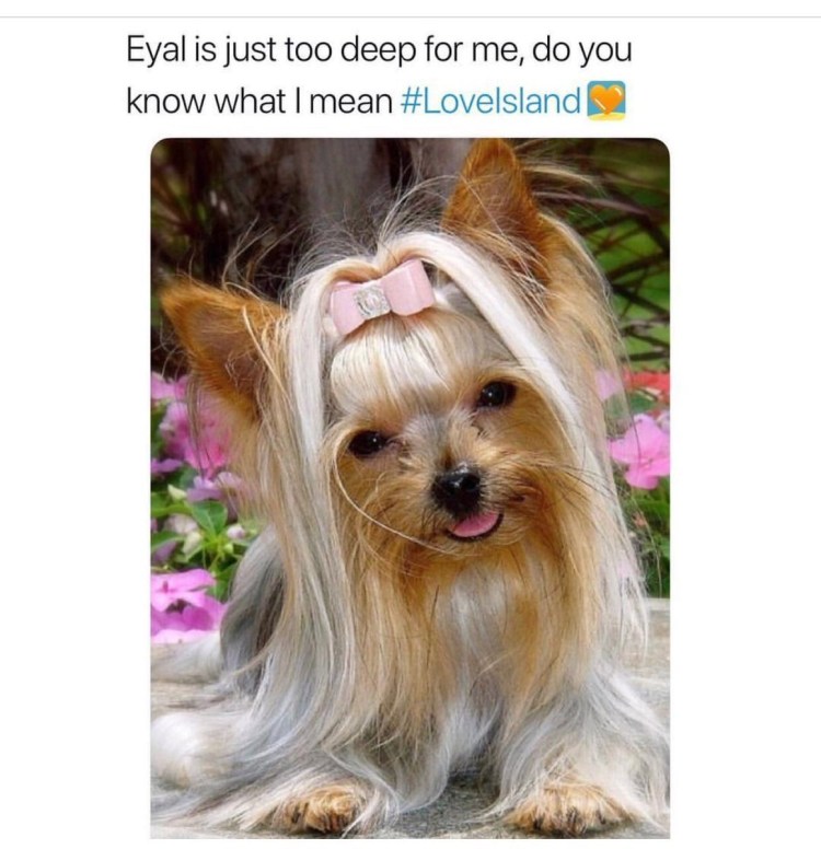 Йоркширский терьер подстриженный