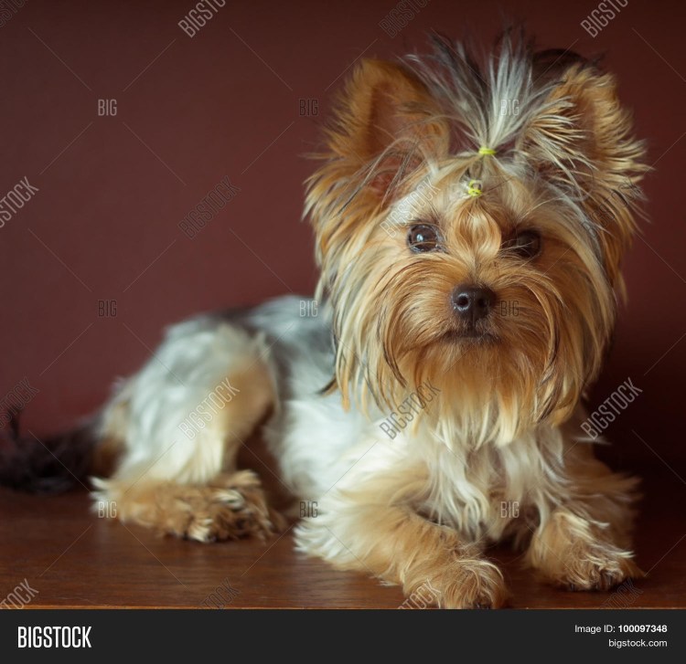 Корейская стрижка шицу